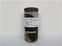 藏品(樹鵲)的圖片